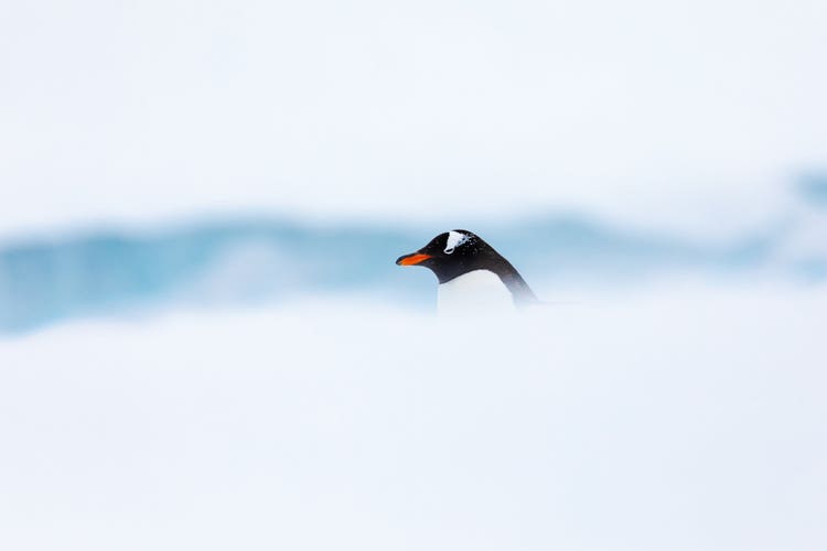A Gentoo penguin poking his head through the fog over a snow bank.
