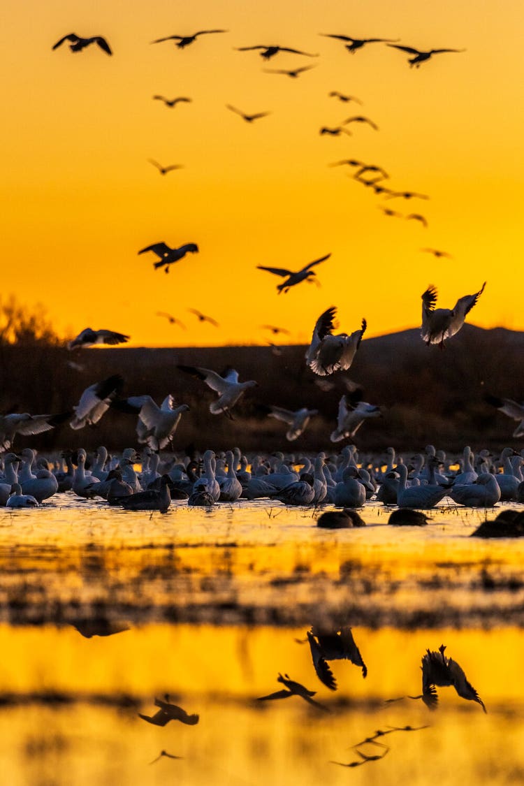 In the yellow-orange light of sunset a group of large birds take off from the edge of a small lake nestled at the base of a hill.