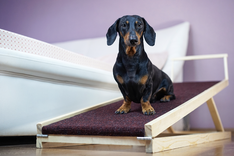 A black-and-brown Dachshund dog stares intently at the camera from his seat on a carpeted wood ramp that’s alongside a white bed.