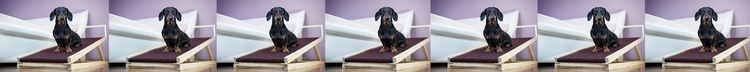 Seven side-by-side images of the same black-and-brown Daschund dog staring intently at the camera from his seat on a carpeted wood ramp alongside a white bed.