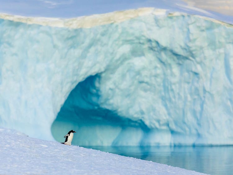 A lone penguin stands at the base of a blue-white ice and snow formation that looks like a massive rolling wave.