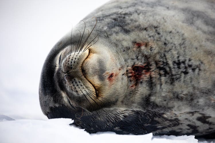 An extreme close-up of the contented face of Weddell seal lying in the snow.