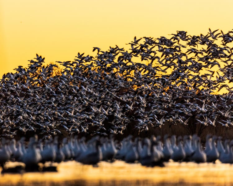 A huge flock of geese take off from the edge of a small lake against a yellow sky.
