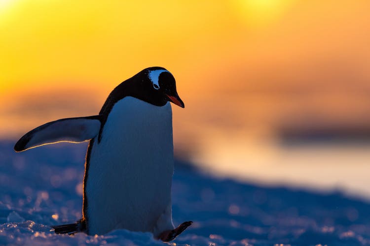 A Gentoo penguin, backlit by the intense yellow of a setting sun, walking on the snow with it's right flipper horizontal.