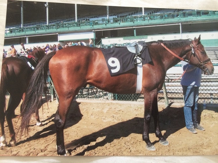 A photograph of a chestnut brown horse, with darker brown mane and tail, wearing a number 9, standing at the edge of. a racetrack.