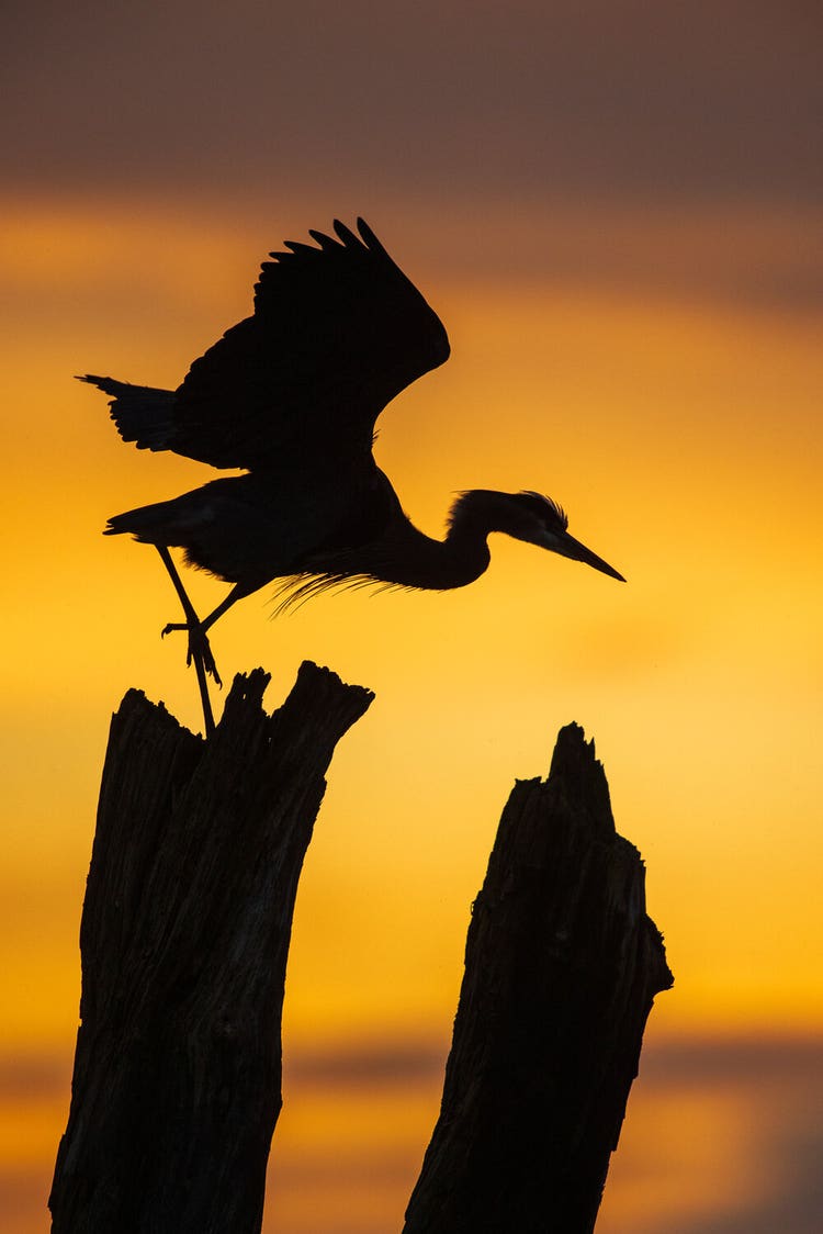 A crane, in silhouette against a backdrop of an orange-yellow sky takes off from it's dead-tree perch.