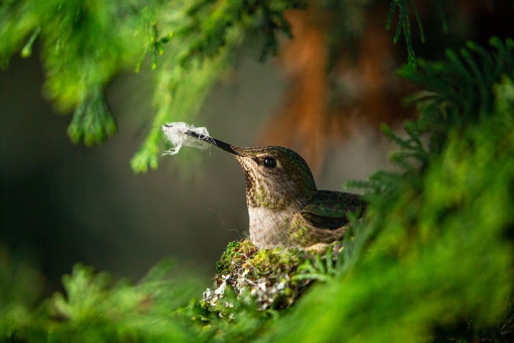 A close-up of a Hummingbird sitting in a nest against the backdrop of greenery.