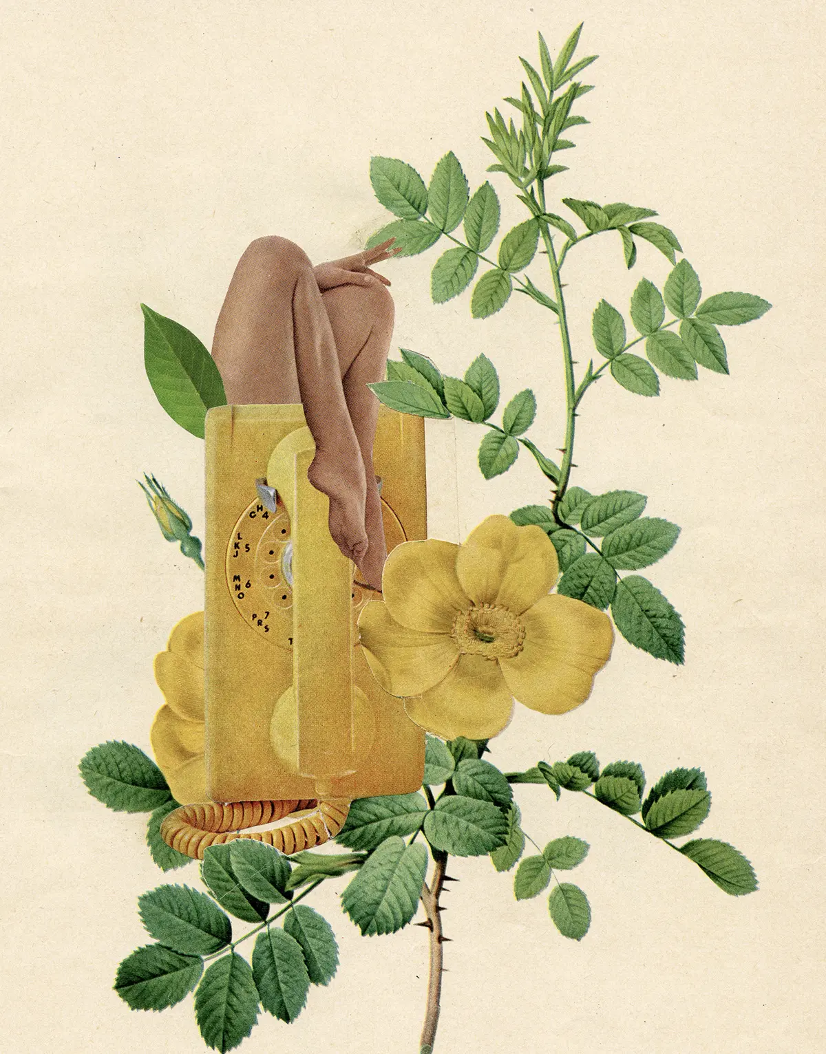 A woman's legs emerge from behind a yellow 1970's wall phone perched on a shoot of blossoming roses.