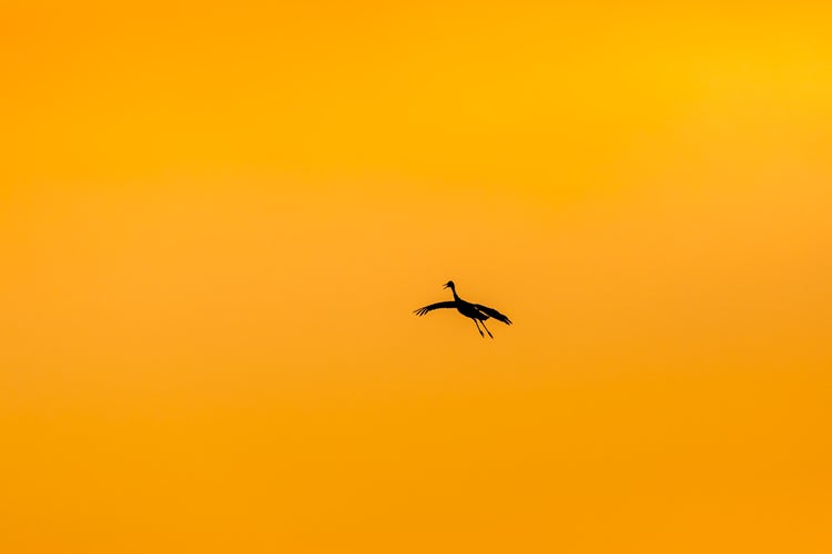 A crane flying in silhouette against a backdrop of an orange-yellow sky.
