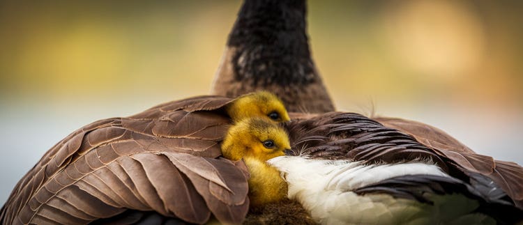 A close-up of the back of a mama goose with her babies nestled in her feathers.