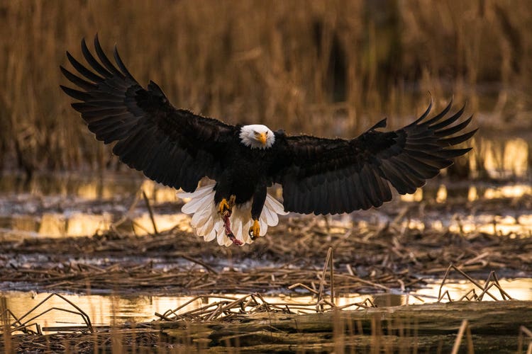 A bald eagle swooping down to the edge of a small lake nestled among tall grasses.