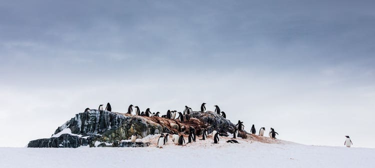 A waddle of penguins on a rock and snow formation against the backdrop of a gray and gloomy sky.