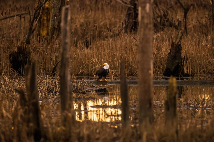 A bald eagle, photographed through a small grove of trees, is standing at the edge of a small lake nestled among tall grasses.