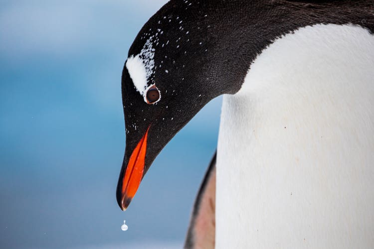 The up-close face of a droopy-shouldered Gentoo penguin, against a backdrop of a blue sky, with a drop of water falling off its beak.