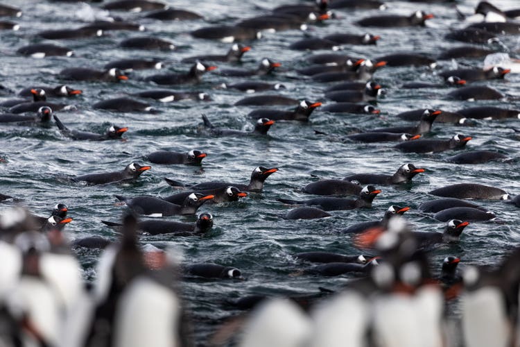 A raft of penguins swims with their heads up in clear blue-gray water.