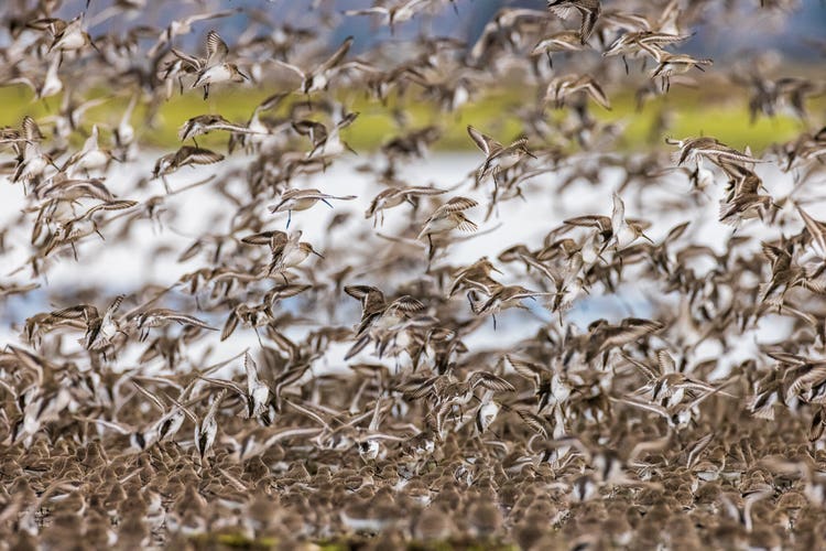 A huge flock of birds takes off against a blue sky from the grasslands at the edge of a lake.