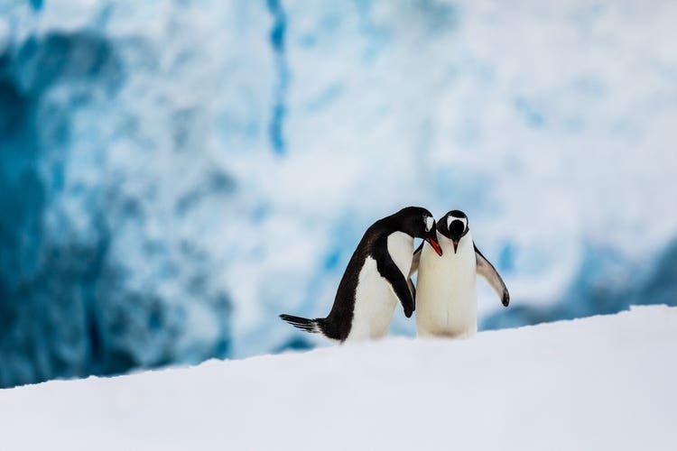 Two Gentoo penguins standing side-by-side, with snow in the foreground and an ice-blue background, with their flippers outstretched and their bodies touching. The penguin on the left has its head nestled into the shoulder of the penguin on the right.