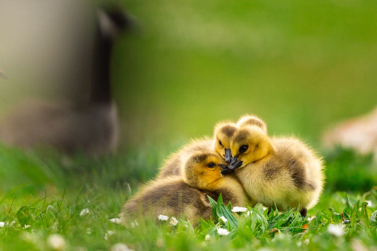 Four baby geese nestle in the grass as their mother stands, out of focus, behind them.