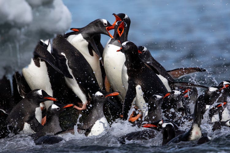 A flapping and squaking waddle of penguins jostles for space on a small iceberg surrounded by water.