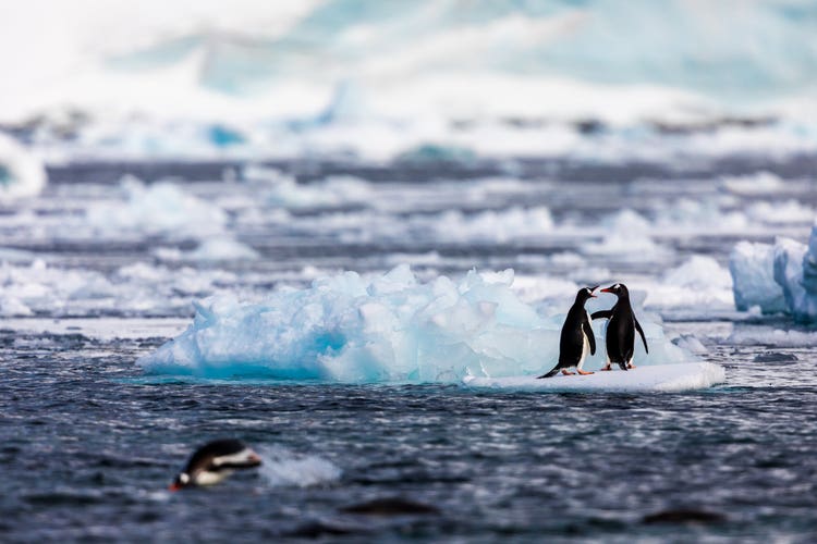 Two penguins stand together on a small iceberg, against a background of water, snow. and ice, as another penguin swims by in the foreground.