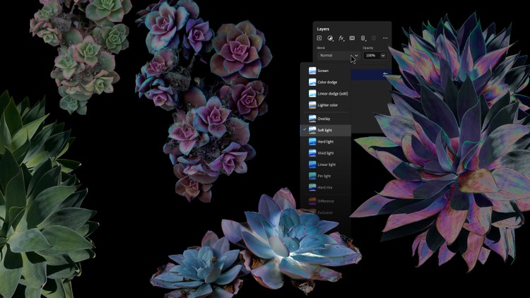 The Adobe Photosho editing interface with various layers and blending options displayed against a background of multiple, colorful succulent plants arranged artistically. The Layers panel is open, showing different blending modes such as Screen, Color dodge, Linear dodge (add), Light color, Overlay, Soft light, Hard light, Vivid light, Linear light, Pin light, Hard mix, Difference, and Exclusion.