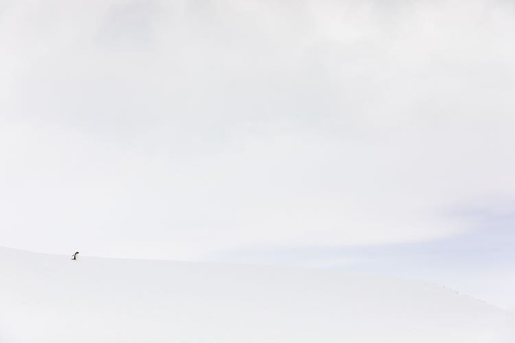 A snowy and cloudy stark-white background makes it almost impossible to make out the silhouette of a penguin standing off in the distance.