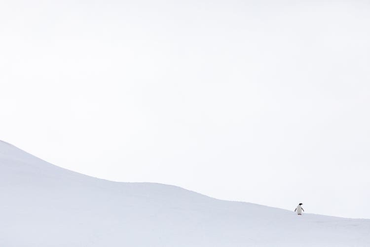 A penguin standing off in the distance at the base of a mound of snow against a cloudy stark-white sky.