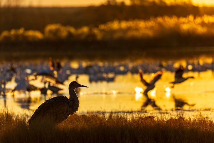 In the yellow-orange light of sunrise a crane stands in the foreground of a small lake nestled among tall grasses while in the background a small group of cranes paddles in and lifts off the water.