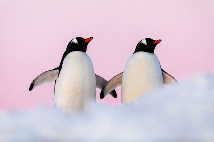 Two Gentoo penguins standing side-by-side, with snow in the foreground and a pink sky in the background, with their flippers outstretched and touching (as if they're holding hands).