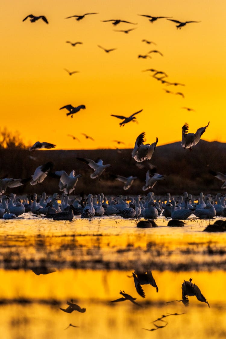 In the yellow-orange light of sunset a group of large birds take off from the edge of a small lake nestled at the base of a hill..