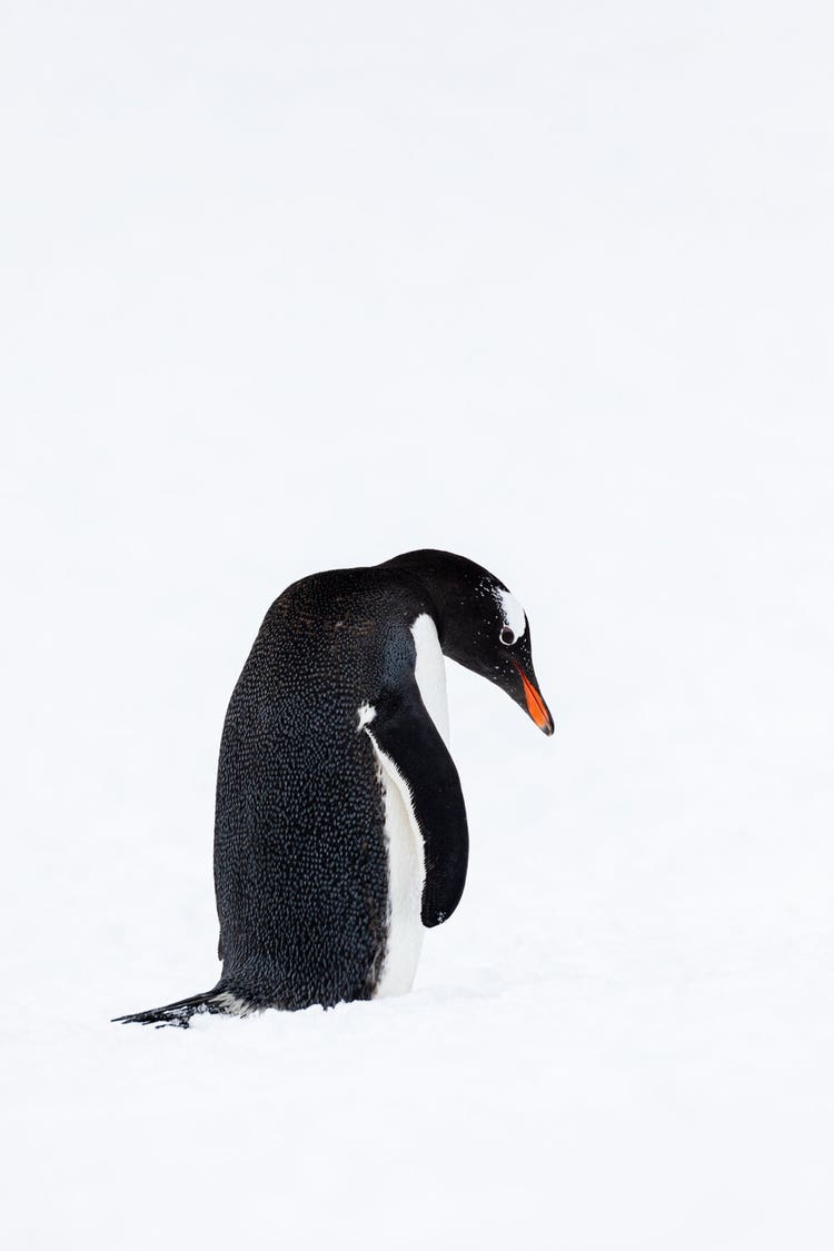 A droopy-shouldered Gentoo penguin stands in the foreground of a snow-filled backdrop.