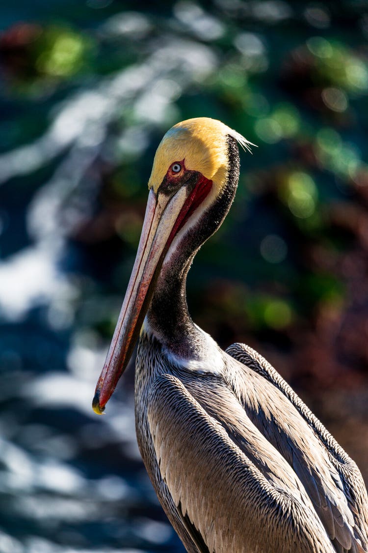 A side close-up of a pelican with a yellow-feathered head against an out-of focus backdrop of foliage.
