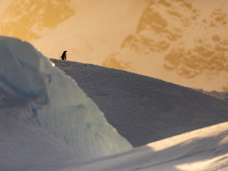 A penguin in silhouette at the top of a mound of snow cast in shadow against the pink-yellow sky of morning.