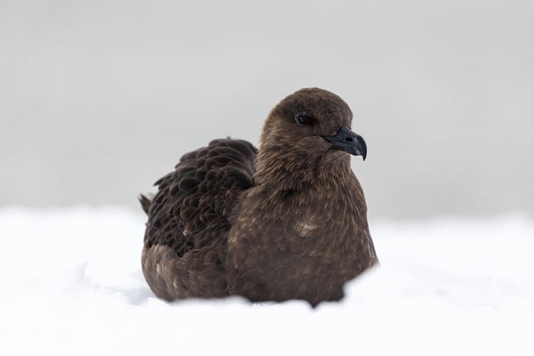 A close-up of a brown Skua resting in the snow.